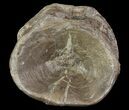 Xiphactinus (Cretaceous Fish) Vertebra - Kansas #64319-3
